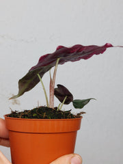 Alocasia Venom Pink Mint