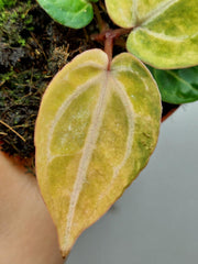 Anthurium Red Crystallinum Aurea