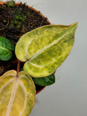 Anthurium Red Crystallinum Aurea
