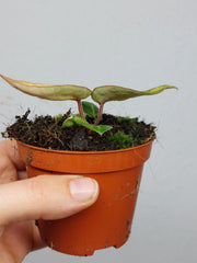 Anthurium Red Crystallinum Aurea