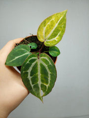 Anthurium Red Crystallinum Aurea