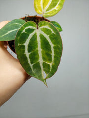 Anthurium Red Crystallinum Aurea