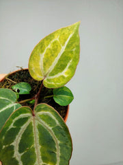 Anthurium Red Crystallinum Aurea