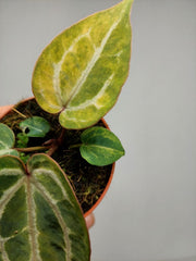 Anthurium Red Crystallinum Aurea
