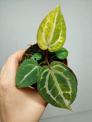 Anthurium Red Crystallinum Aurea