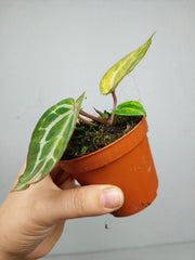 Anthurium Red Crystallinum Aurea