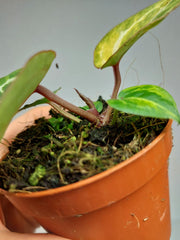 Anthurium Red Crystallinum Aurea
