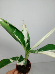 Musa Aeae Kuikawa Variegata