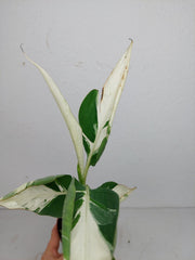 Musa Aeae Kuikawa Variegata