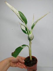 Musa Aeae Kuikawa Variegata