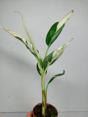 Musa Aeae Kuikawa Variegata