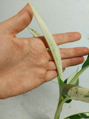 Musa Aeae Kuikawa Variegata