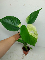 Monstera Jungle Mint