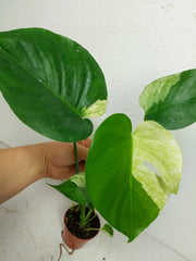 Monstera Jungle Mint