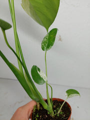 Monstera Jungle Mint