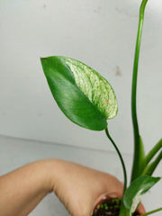 Monstera Jungle Mint