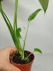 Monstera Jungle Mint