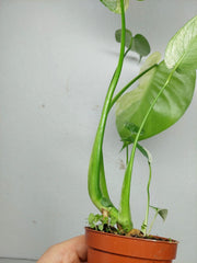 Monstera Jungle Mint