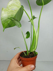 Monstera Jungle Mint