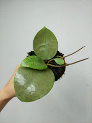 Hoya Acuta Silver
