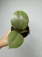 Hoya Acuta Silver