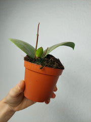 Hoya Acuta Silver