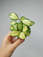 Hoya Heuschkeliana Variegata