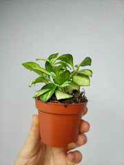 Hoya Heuschkeliana Variegata