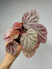 Begonia Peach