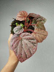 Begonia Peach
