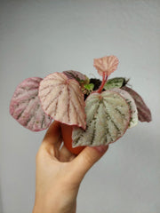 Begonia Peach
