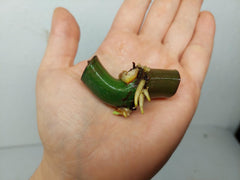Philodendron Mamei Variegata Wetstick