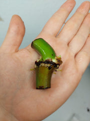 Philodendron Mamei Variegata Wetstick