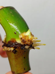 Philodendron Mamei Variegata Wetstick