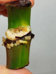 Philodendron Mamei Variegata Wetstick