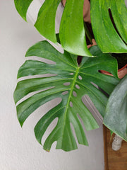 Monstera Green on Green XXL