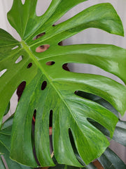 Monstera Green on Green XXL