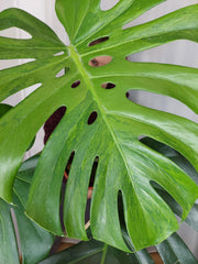 Monstera Green on Green XXL