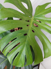 Monstera Green on Green XXL