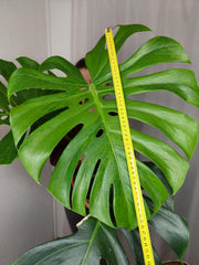 Monstera Green on Green XXL