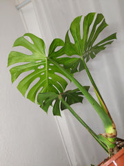 Monstera Green on Green XXL