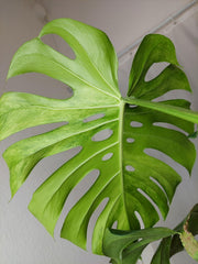 Monstera Green on Green XXL
