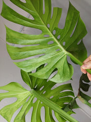 Monstera Green on Green XXL