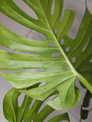 Monstera Green on Green XXL