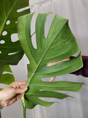 Monstera Green on Green XXL