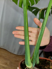 Monstera Green on Green XXL
