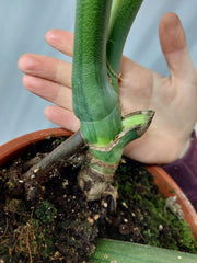 Monstera Green on Green XXL