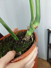 Monstera Green on Green XXL