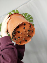 Monstera Green on Green XXL