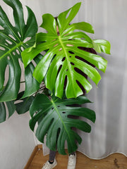 Monstera Deliciosa groß